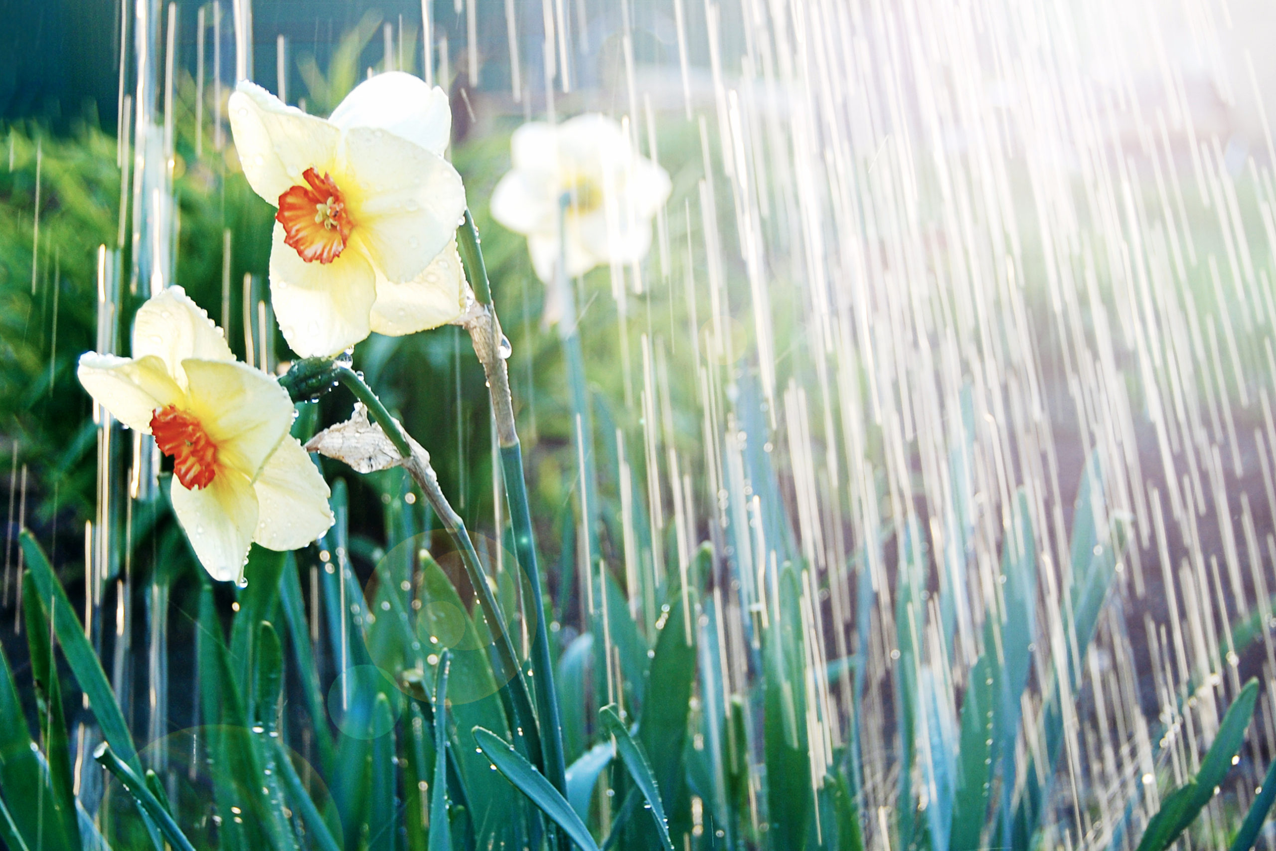 Watering white yellow daffodils, spring sunshine and waterdrops.